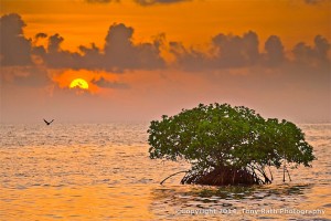 Saddle Caye South - Discover the Trees in the Sea